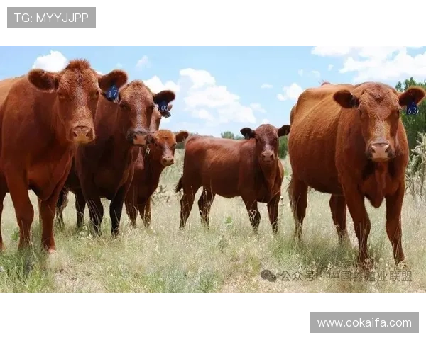 牛牛的健康管理与养护技巧：提供科学养牛的实用建议与经验分享